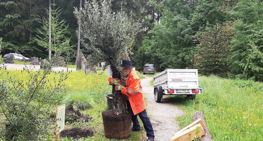 schwazer silbewrwald