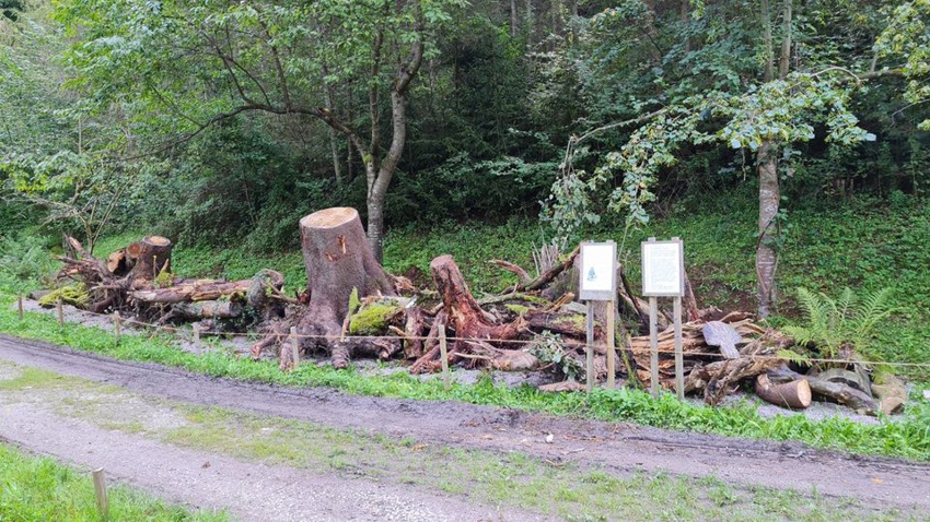 schwazer silberewald