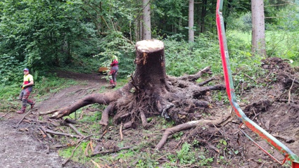 schwazer silberewald