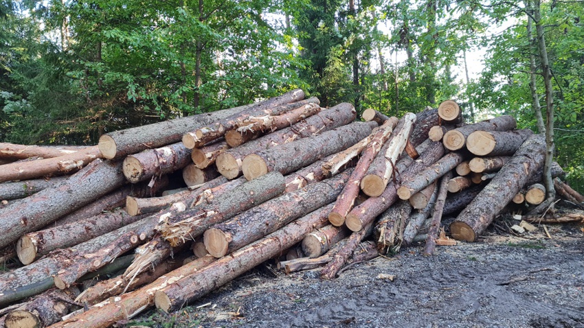 schwazer silberewald