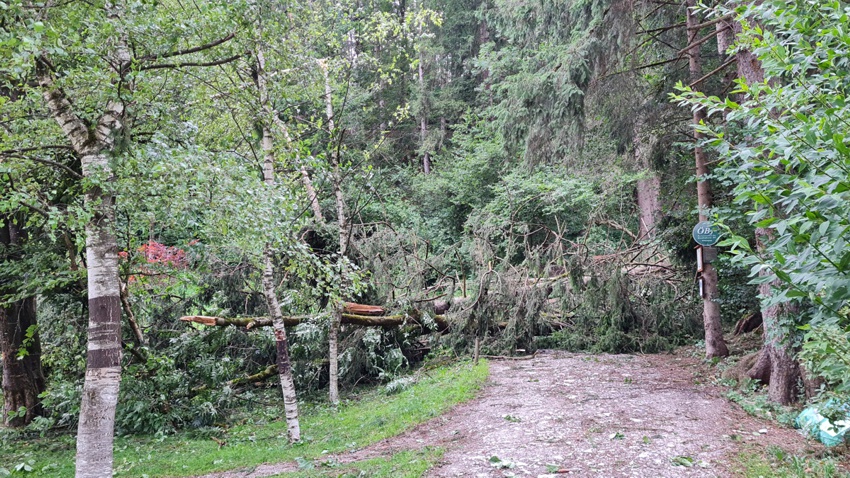 schwazer silberewald