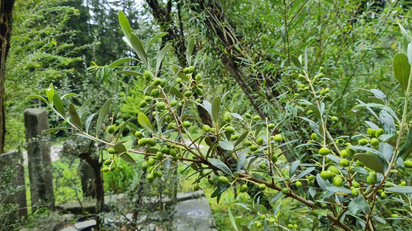 schwazer silberewald